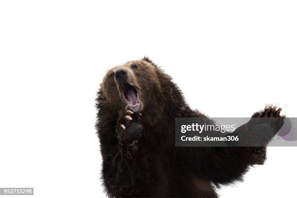 very cute snow bear - bear stock pictures, royalty-free photos & images