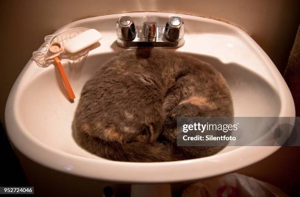 cat asleep in a wash basin - silentfoto stock-fotos und bilder