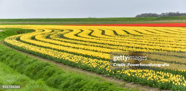 yellow tulips - powerfocusfotografie stock pictures, royalty-free photos & images