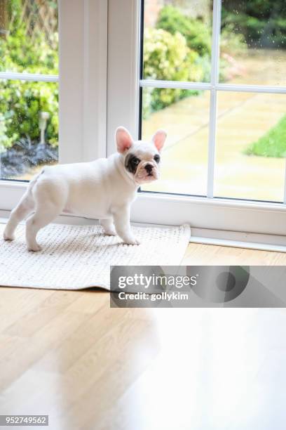 8 weken oude franse bulldog puppy pied wachten bij de deur naar buiten te gaan - potty training stockfoto's en -beelden