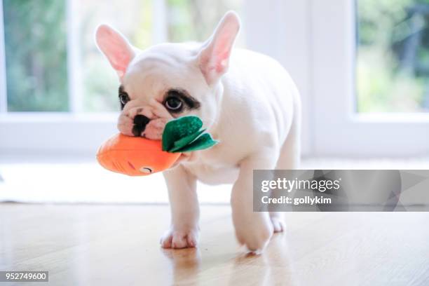 gobemouche chiot bouledogue français à pied avec un jouet de carotte dans sa bouche - jouet pour chien photos et images de collection