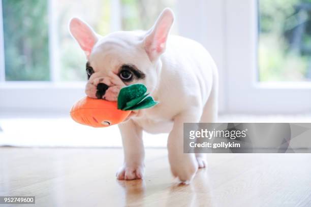 pied french bulldog puppy walking with a carrot toy in her mouth - dog toy stock pictures, royalty-free photos & images