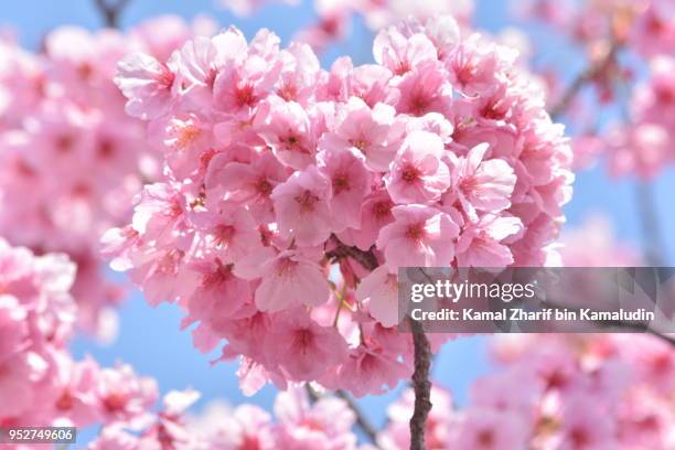 heart shaped sakura - kamal zharif stock pictures, royalty-free photos & images