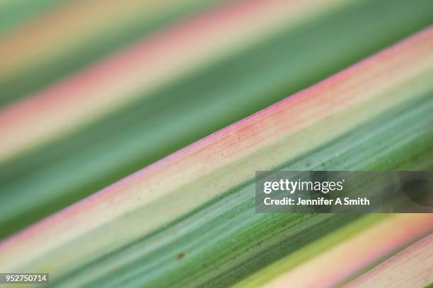 a variegated marginata - marginata 個照片��及圖片檔