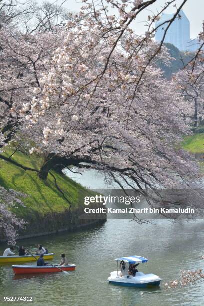 sakura in tokyo city center - kamal zharif stockfoto's en -beelden