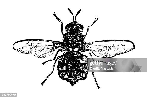 stockillustraties, clipart, cartoons en iconen met stratiomys kameleon, de clubbed-generaal, is een europese soort soldaat vliegen - bot fly