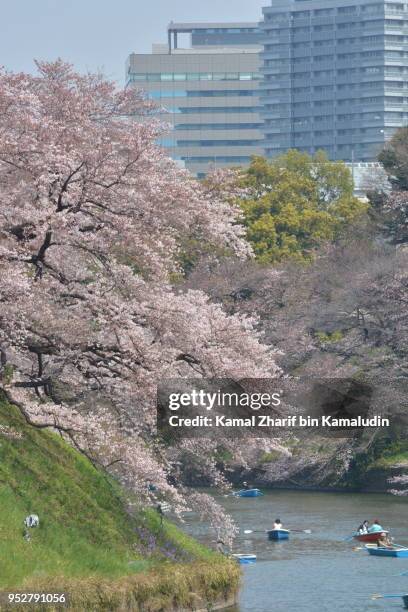 sakura in tokyo city center - kamal zharif stock pictures, royalty-free photos & images