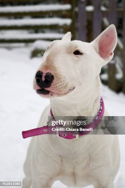 dog portrait - bull terrier stock pictures, royalty-free photos & images