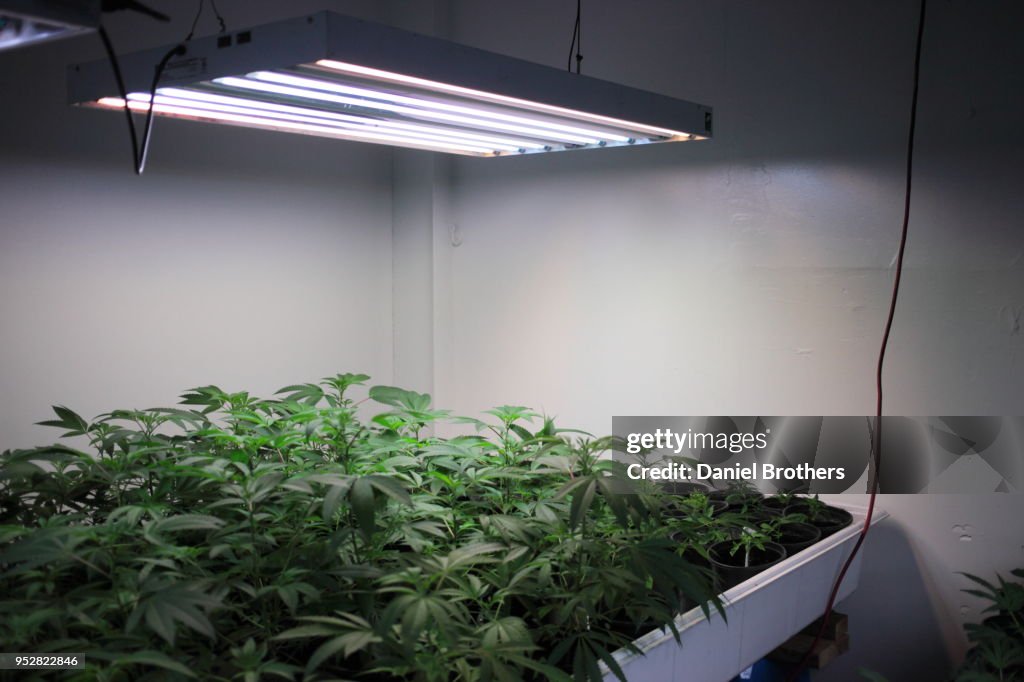 Cannabis Seedlings in Incubation
