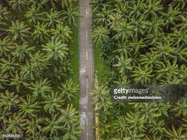 Aerial view of man driving motorbike in palm trees road in the Philippines