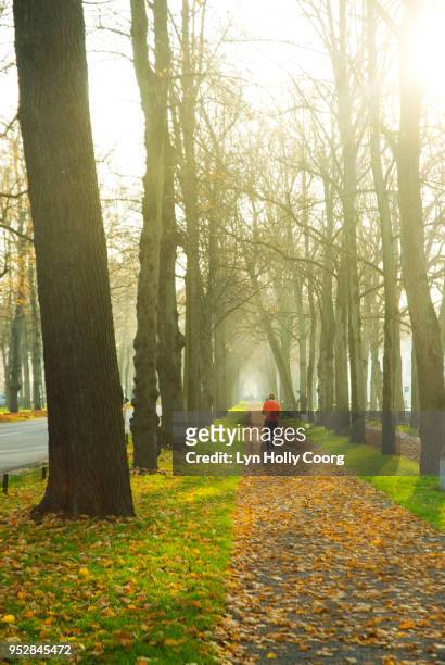 defocused single female jogger in woods at golden hour - lyn holly coorg stock pictures, royalty-free photos & images