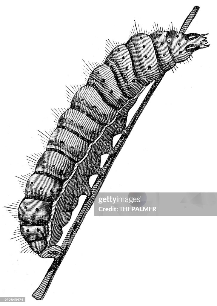 Larve gravure 1894