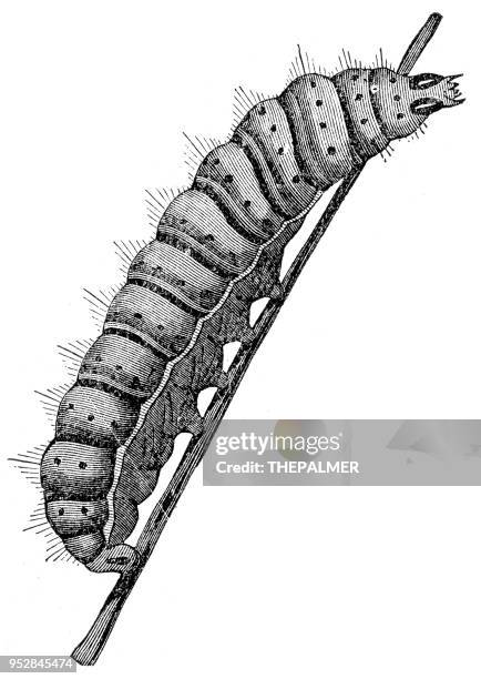 larva engraving 1894 - maggot stock illustrations