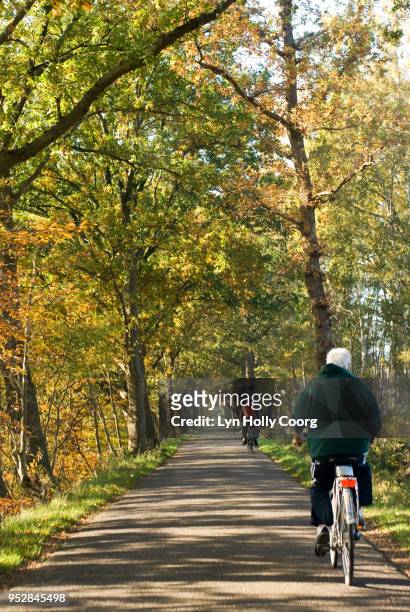 back view of senior man riding a bicycle through woods - lyn holly coorg stock-fotos und bilder