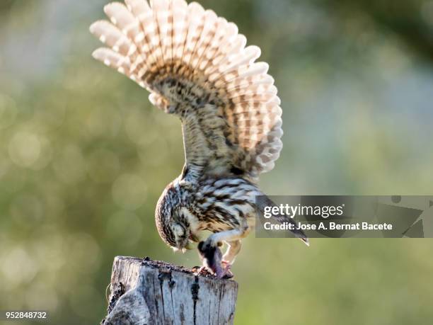 little owl (athene noctua) with house mouse (mus musculus) prey. - wood mouse stock pictures, royalty-free photos & images