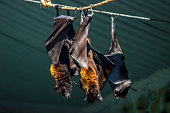 dark bats in the city