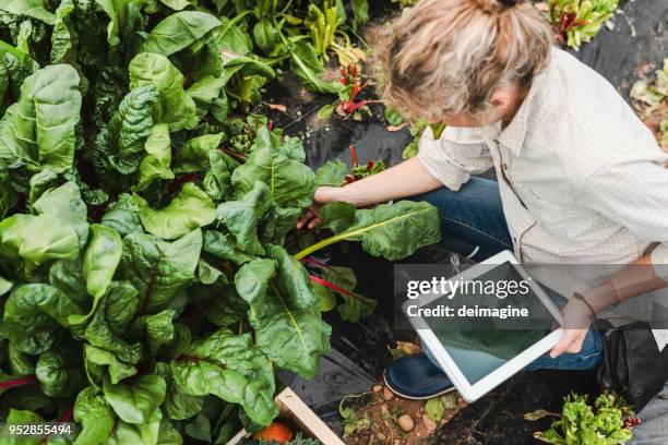 farmer controlling vegetables in greenhouse - agriculture innovation stock pictures, royalty-free photos & images