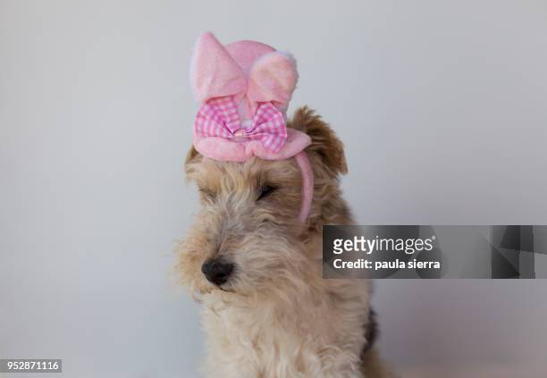 fox terrier wearing a easter bunny ears headband - easter bunny ears stock pictures, royalty-free photos & images