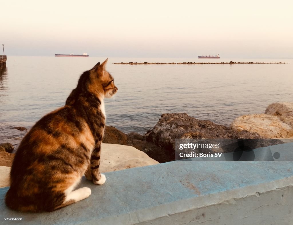 Cat looking into the sea, sunset