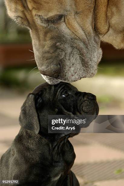 italian dogs - cane corso stock pictures, royalty-free photos & images