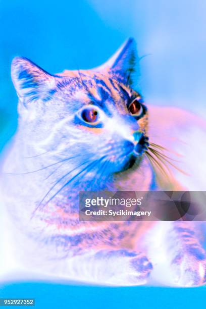cat sitting on couch, holographic effect - cat vr stock-fotos und bilder