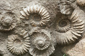 Ammonites from the Cretaceous Period found as fossils.