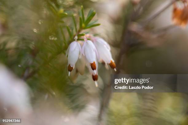 erica flowers - erica flower stock pictures, royalty-free photos & images