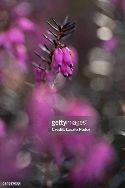 erica flowers - erica flower stock pictures, royalty-free photos & images