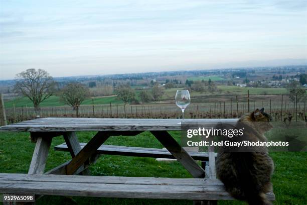 solitary wine glass with cat looking over shoulder on rustic table overlooking a valley of vineyards - willamette tal stock-fotos und bilder