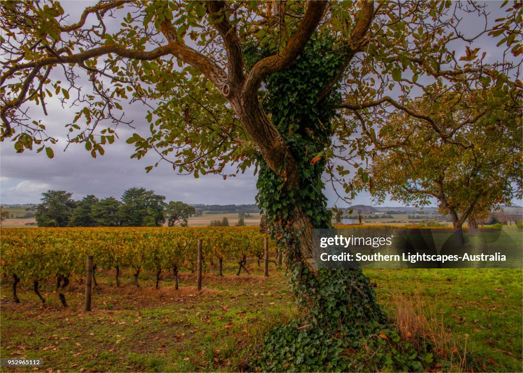 Country and vineyard view near Coalition creek Leongatha, south Gippsland, Victoria.