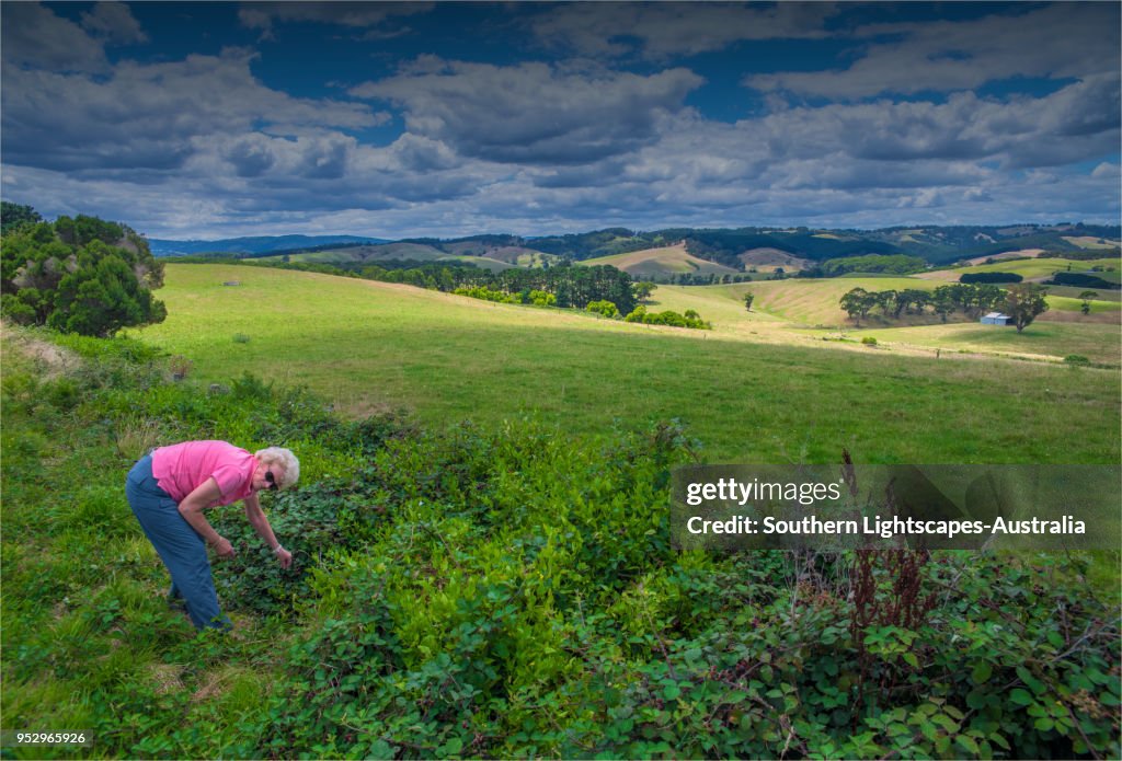 Picking Wild Blackberries, in the countryside near Toora, South Gippsland, Victoria.