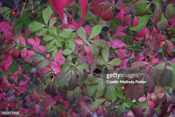 leaves of the burning bush plant in autumn - burning bush stock-fotos und bilder