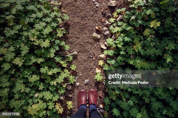 pine needle mulched path framed by big-foot geranium - schuhe frau von oben stock-fotos und bilder