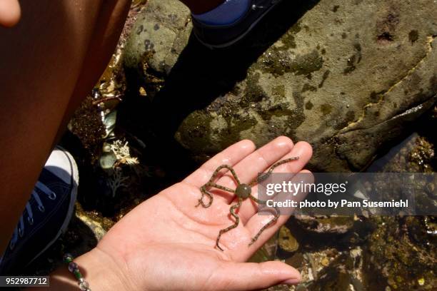 brittle sea star held in child's outstretched hand - ophiotrix spiculata fotografías e imágenes de stock