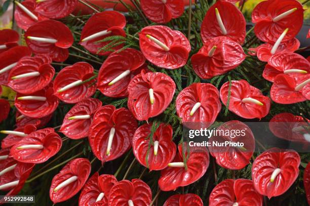 Anthurium floral composition seen during the Madeira Flower Festival Parade 2018 in Funchal, the capital of Madeira Island. The Flower Festival is...