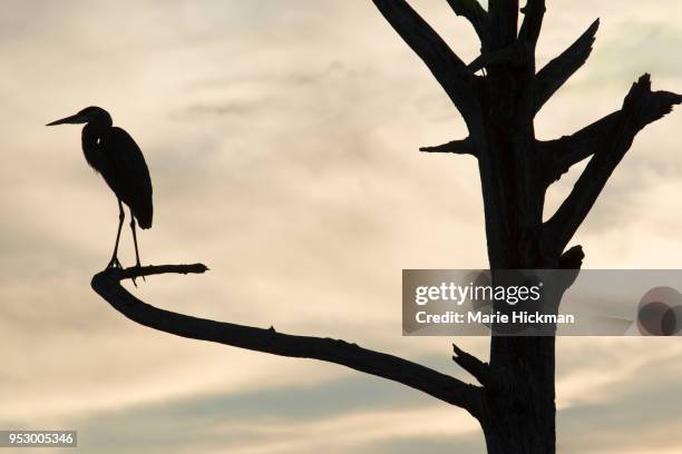 silhouette of a gray heron on a dead tree at green cay wetlands park in boynton beach, florida. - marie hickman all images stock pictures, royalty-free photos & images