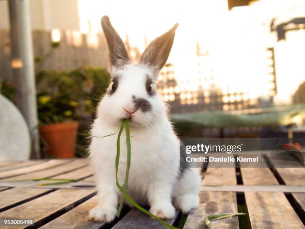 pet baby rabbit eating grass - coniglio foto e immagini stock