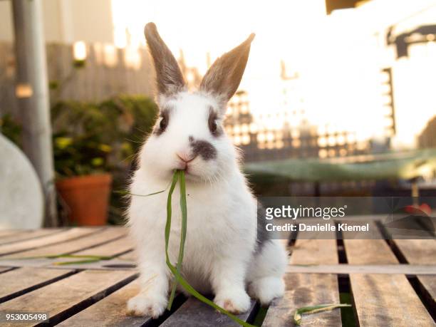pet baby rabbit eating grass - domestic animals stock pictures, royalty-free photos & images