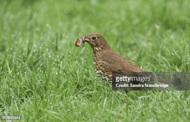 a song thrush (turdus philomelos) standing in the grass with an earthworm in its beak. - thrush stock pictures, royalty-free photos & images