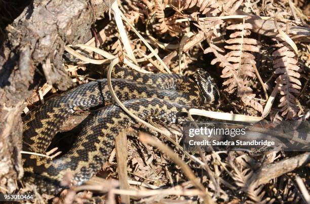 a stunning male adder ( vipera berus) warming itself in the spring sunshine. - forked tongue stock pictures, royalty-free photos & images