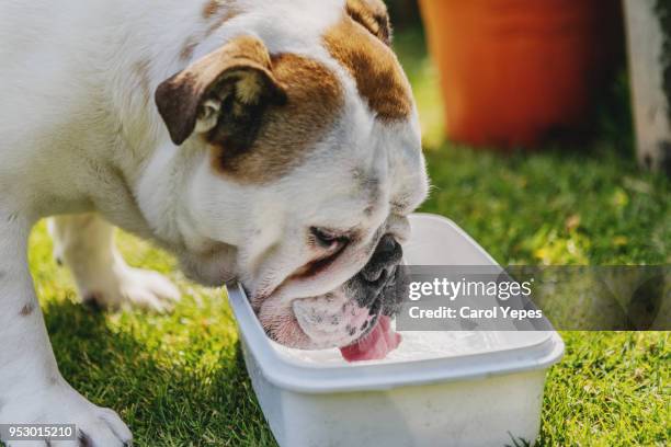 bulldog dog drinking water outdoor - dog-drinking-water stock pictures, royalty-free photos & images
