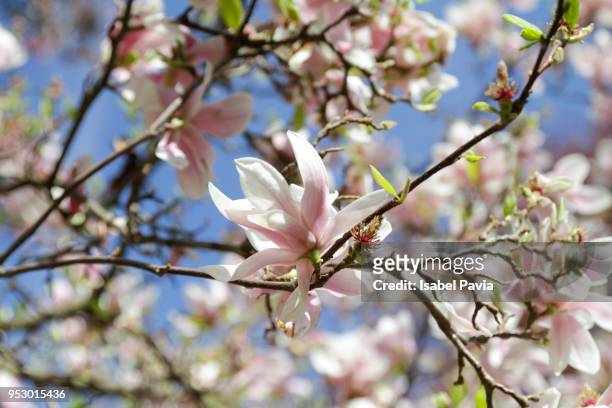 close up of magnolia flowers - isabel pavia stock pictures, royalty-free photos & images