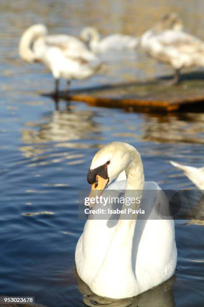 swans swimming at sunset in river - isabel pavia stock pictures, royalty-free photos & images