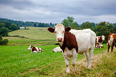 Scottish rural landscape with grazing Holstein Friesian cattle