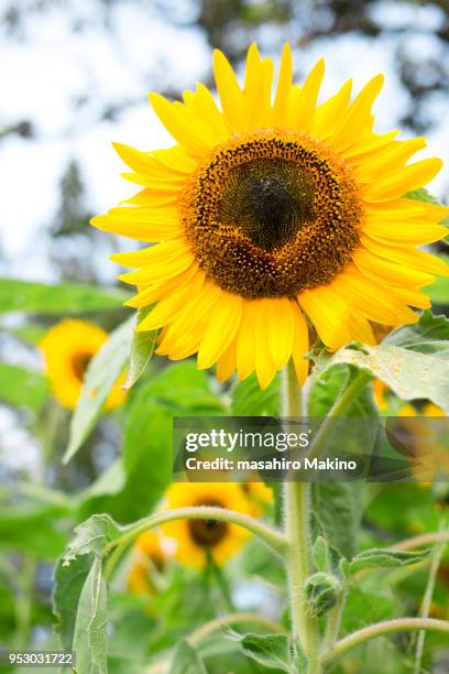 sunflowers - tournesol commun photos et images de collection