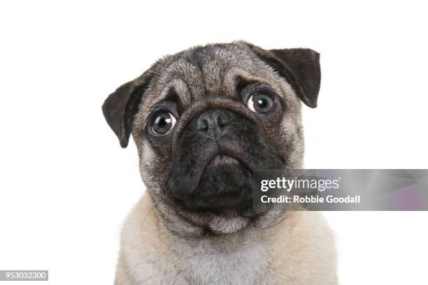 headshot of pug looking at the camera against a white background. - möpse stock-fotos und bilder