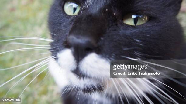 bicolor tuxedo cat  looking directry at you - eriko tsukamoto foto e immagini stock