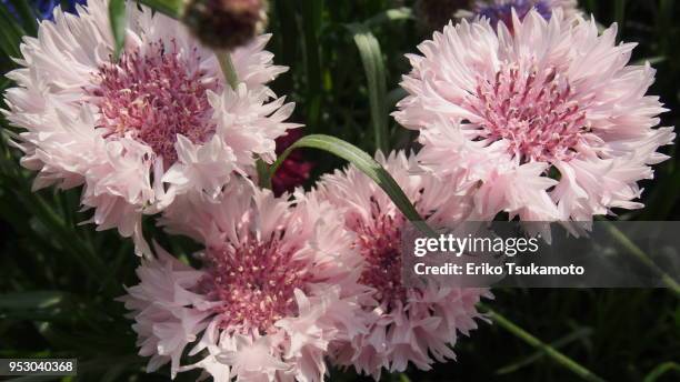 babypink cornflower, "yaguruma-giku" - eriko tsukamoto foto e immagini stock