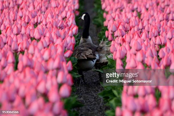 the route of the tulips in bollenstreek - lisse stock pictures, royalty-free photos & images