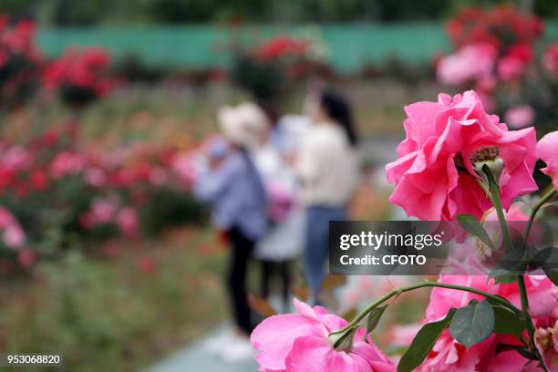 Chinese roses are in full bloom at Mapeng village, Tonglu county, China's Zhejiang province, 30 April 2018. Many people visit flowers during the May...